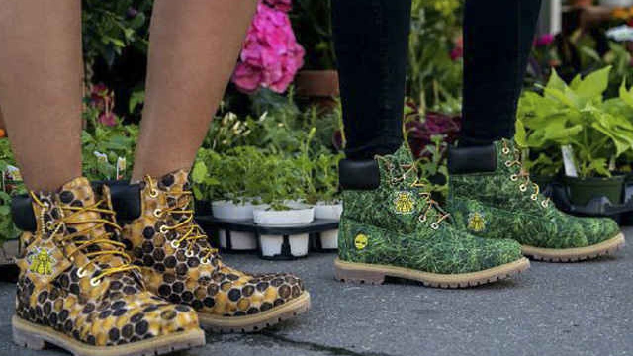 desinfectante experimental patrulla Lanzan botas eco-friendly de Timberland X Pharrell Williams - Insumos,  Materiales, tendencias para calzado y moda
