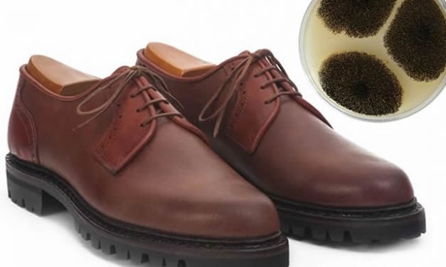 Biopolímeros para calzado con quitosano extraído de los hongos