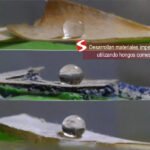 Desarrollan materiales impermeables utilizando hongos comestibles