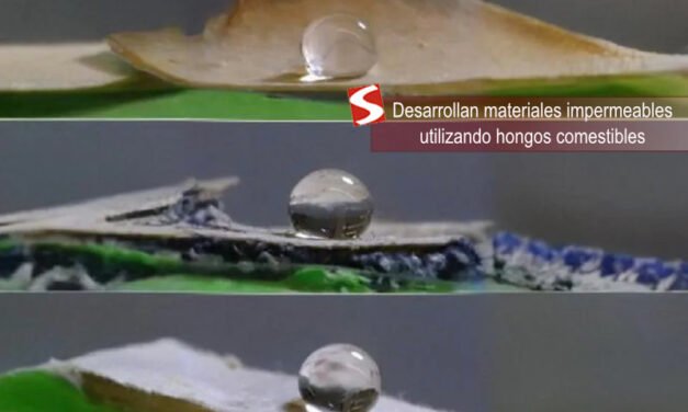 Desarrollan materiales impermeables utilizando hongos comestibles